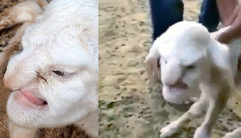 Sheep with human face
