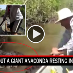 anaconda in river